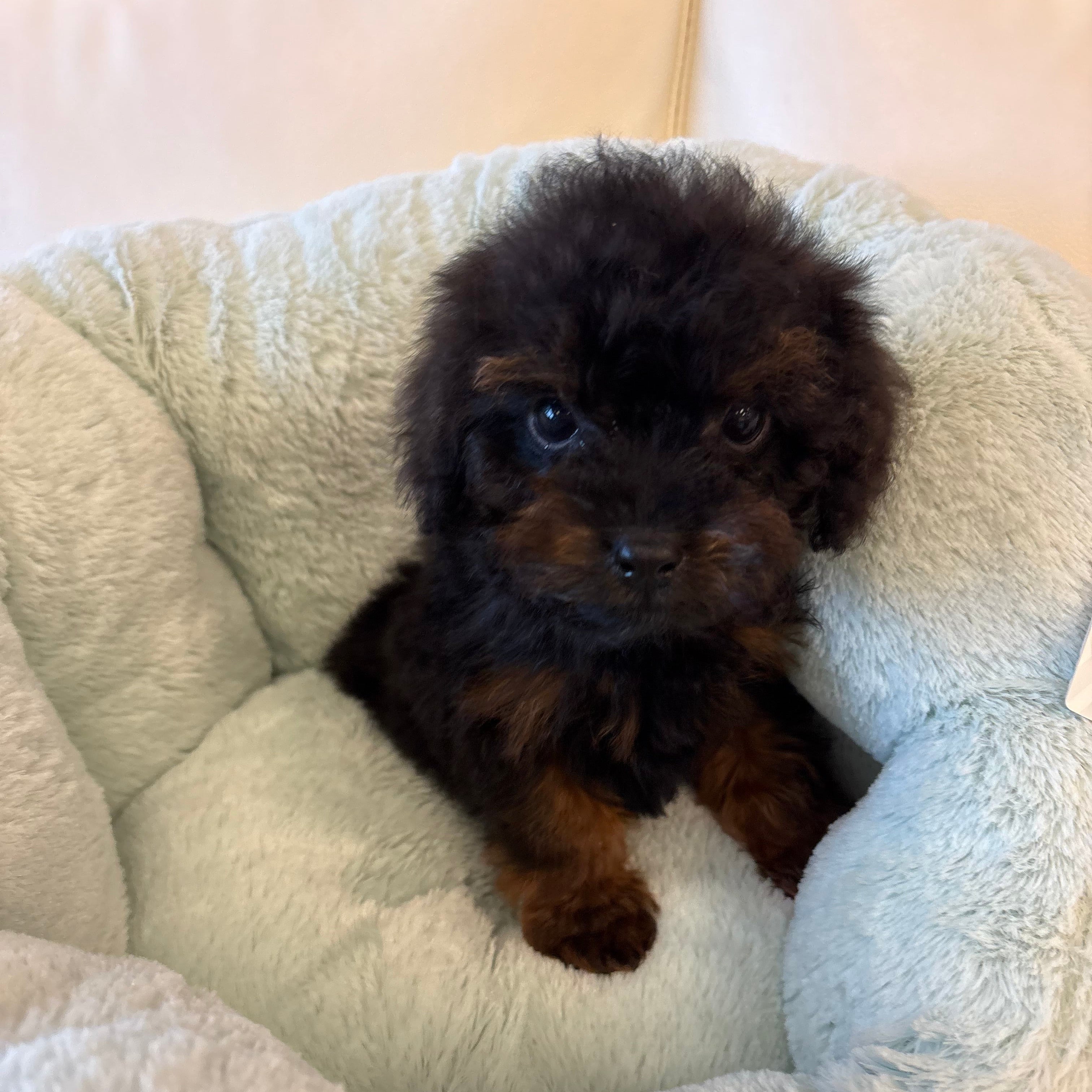 Small black puppy lying on a fluffy beige cushion